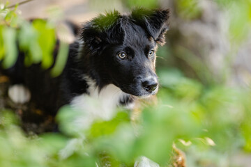 Fototapeta premium Border Collie Welpe im Garten