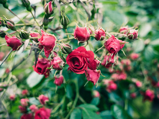 red flowers in the garden