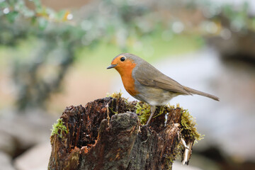 Close up of a Robin perched on a stump