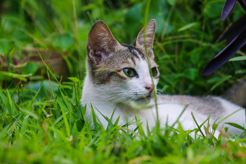 cat in grass