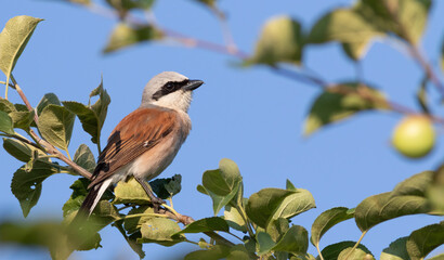 Red-backed shrike, Lanius collurio. The male bird sits on a tree branch against the blue sky