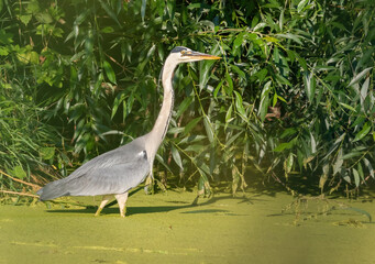 Grey heron, Ardea cinerea. A bird walks along the bank of a pond in search of prey