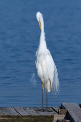 Great egret, Ardea alba. A bird stands on a wooden bridge near the river, brushing its beautiful feathers