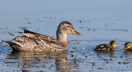 Mallard, Anas platyrhynchos. The female with her chicks floats down the river