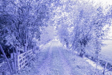 Gate And Lane At A Farmland At Abcoude The Netherlands