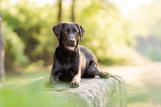 haushund-5-592-adobe-stock