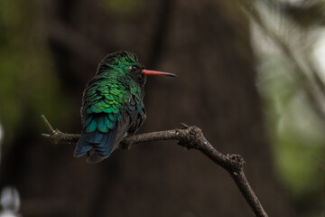 Fototapeta premium Colibri posado en una rama de un arbol con espinas con un fondo oscuro
