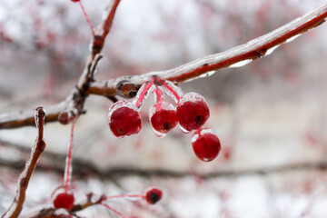 Small apples in winter in an ice crust