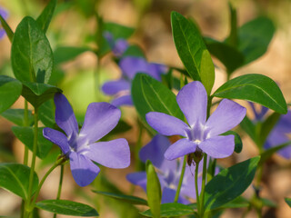 Naklejka premium Close up of beautiful spring flowers of periwinkle (Vinca minor) on background of green leaves in sunlights. Violet vinca flowers covering the meadow ground