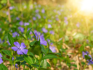 Flower bed of small periwinkle flowers (Vinca minor) in bloom, traditional easter flowers, flower background, easter spring background. Ideal for greeting festive postcard
