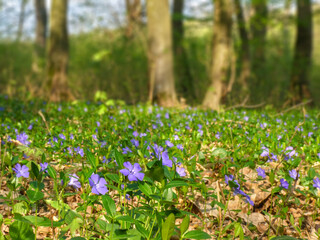 Close up of beautiful spring flowers of periwinkle (Vinca minor) on background of green leaves in sunlights. Violet vinca flowers covering the meadow ground