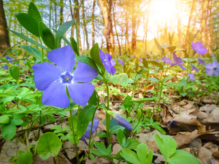 Flower bed of small periwinkle flowers (Vinca minor) in bloom, traditional easter flowers, flower...