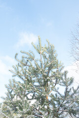 Beautiful young pine tree in late autumn. First snow. Transitional season of autumn to winter.