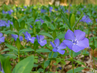 Flower bed of small periwinkle flowers (Vinca minor) in bloom, traditional easter flowers, flower background, easter spring background. Ideal for greeting festive postcard
