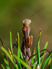 Brown praying mantis sits among pine needles