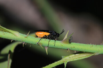 natural arge ochropus bee macro photo