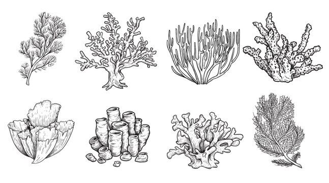 Hand drawn sketch style various corals set. Best for educational and nautical designs. Vector illustrations collection.