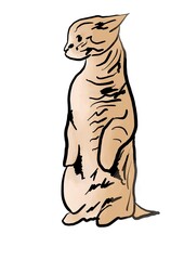 an illustration of a cat