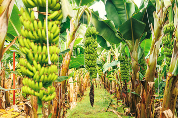 Plantation banana tree with row growing ripe yellow fruits. Concept agriculture in greenhouses in...