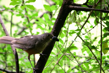 ave, naturaleza, animal, verde, árbol, fauna, bosque, inhospitalario, fábrica, hojas, tropical, gekko, sucursal, rana, primavera, fauna, blanco