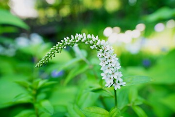 イヌヌマトラノオ