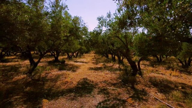 Flug durch olivenb&auml;ume, greek olive trees, traditional farmland, oliven-&ouml;l plantage, sommer  