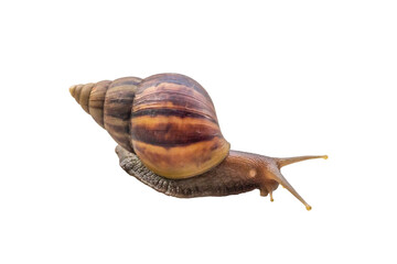 big helix snail isolated on white background