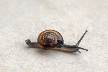 big helix snail on concrete floor close up