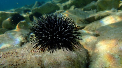Naklejka na ściany i meble Black sea urchin (Arbacia lixula) undersea, Aegean Sea, Greece, Thasos island