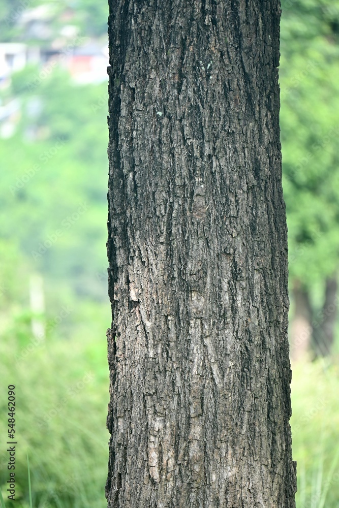 Poster vertical closeup of a tree bark texture on a tree trunk captured in a park