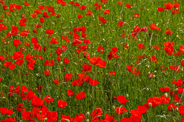 spring field of red poppies 