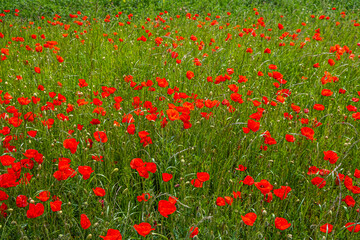 field of red poppies in spring time