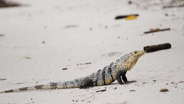 guana lizard  in the sand tropical beach  of Costa Rica jungle, Central America wildlife