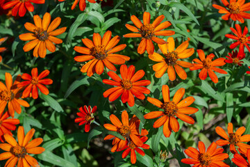 和泉リサイクル環境公園にて満開に咲くジニア