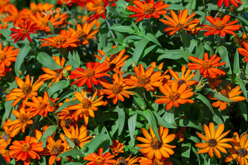 和泉リサイクル環境公園にて満開に咲くジニア