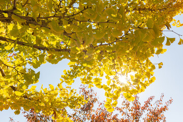 木漏れ日が綺麗に差す銀杏の木