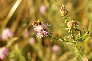 bee on a flower