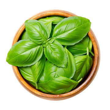 Fresh sweet basil leaves, in a wooden bowl. Also known as great basil or Genovese basil, Ocimum basilicum, a culinary herb in the mint family Lamiaceae, and a tender plant, used in cuisines worldwide.