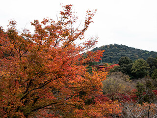 紅葉の京都