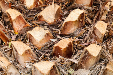 Palm tree pole as background, closeup