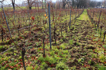 Vineyard in autumn. Ground damaged by wild boars digging.
