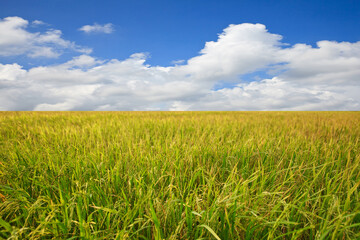 Rice field and blue sky cloud landscape background.