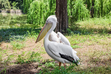 Beautiful pelicans  in zoological garden