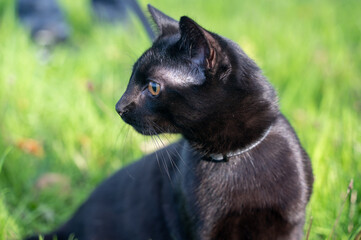 Black cat on a leash sits in the green grass