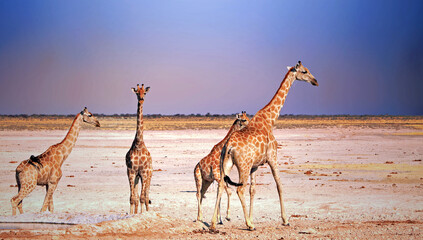 A tower of giraffe standing on the dry open plains in Etosha National Park, Namibia, Africa,