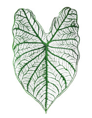 Caladium Candidum bicolor green white leaf on white background isolated close up, Philodendron leaves, exotic tropical plant,  araceae houseplant, floral design element, heart shape foliage pattern © Vera Shestak