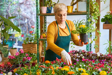 Young florist in the nursery caring for the plants - obrazy, fototapety, plakaty