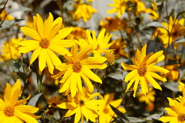 blühender Gelber Sonnenhut, Blumen, Deutschland