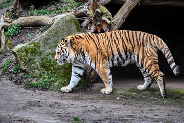 Fototapeta na wymiar Sibirischer Tiger ( Panthera tigris altaica )