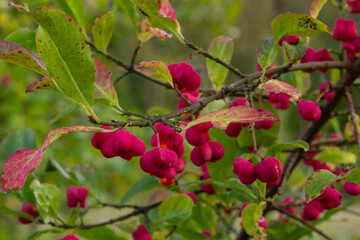 Euonymus europaeus european common spindle capsular ripening autumn fruits, red to purple or pink colors with orange seeds, autumnal colorful leaves